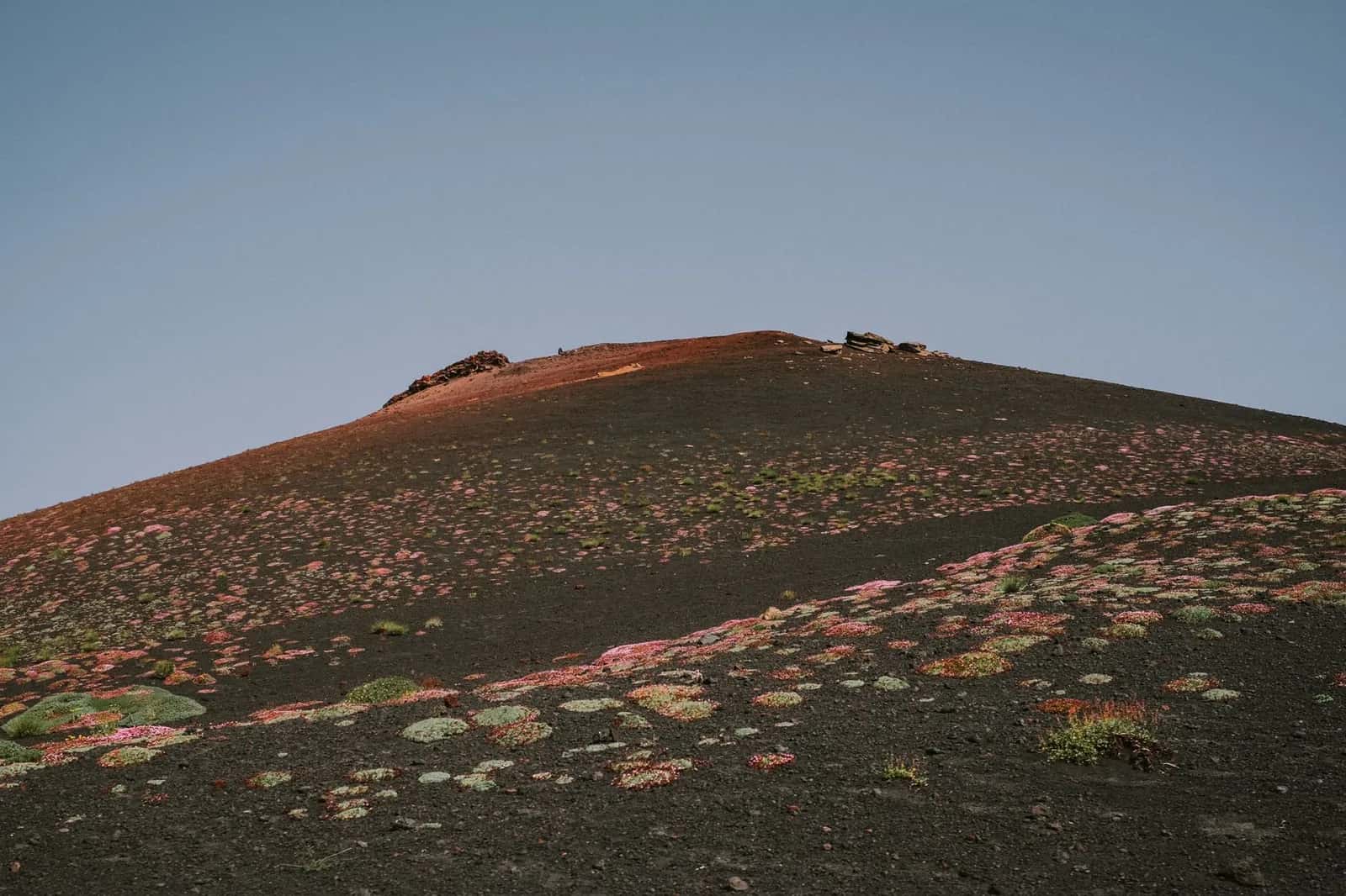 Pente de cendres et de scories de l'Etna colonisée par la végétation pionnière, en Sicile