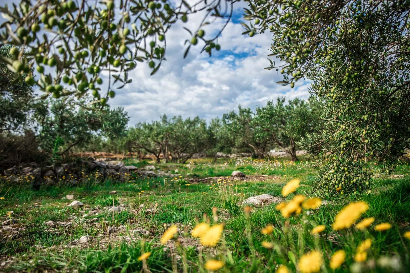 Oliveraie au printemps avec murets de pierre sèche et fleurs jaunes dans les Pouilles
