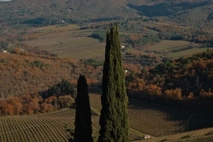 Vignes et cyprès du Chianti entre Florence et Sienne