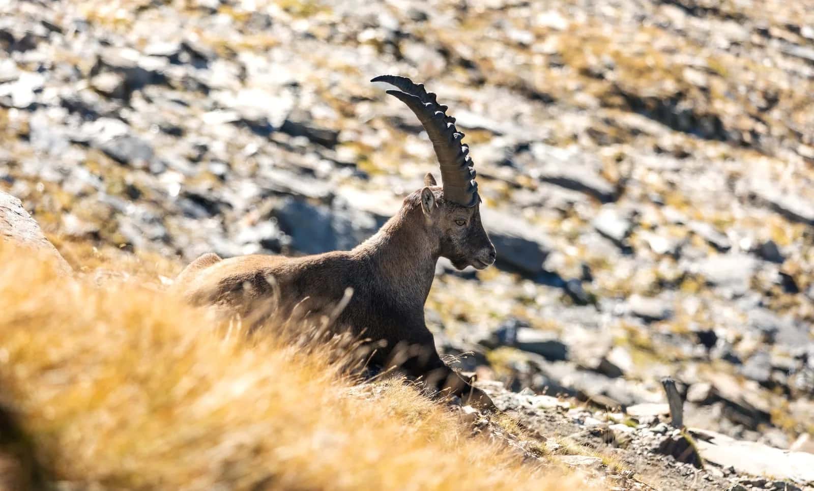 Bouquetin des Alpes aux longues cornes couché sur un éboulis