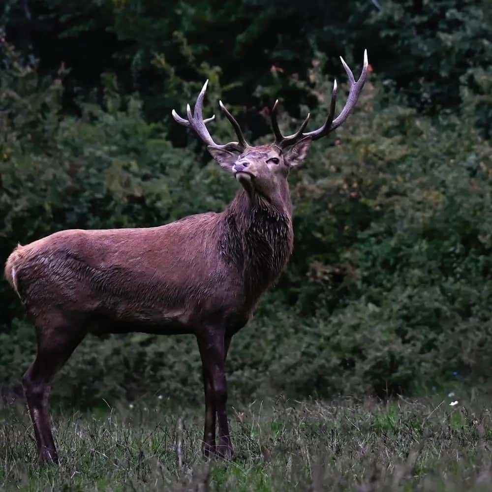 Villetta Barrea : marche guidée dans la terre des cerfs