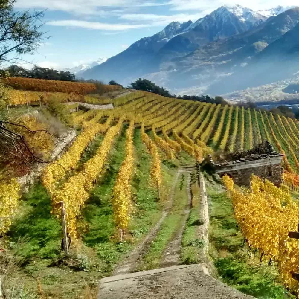 Domaine Grosjean : visite de cave et dégustation de vins valdôtains
