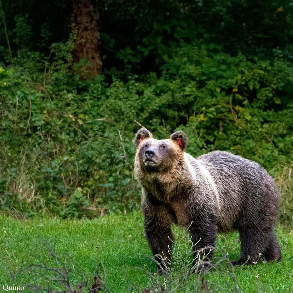 Sur les traces de l'ours brun marsican, au départ de Pescasseroli