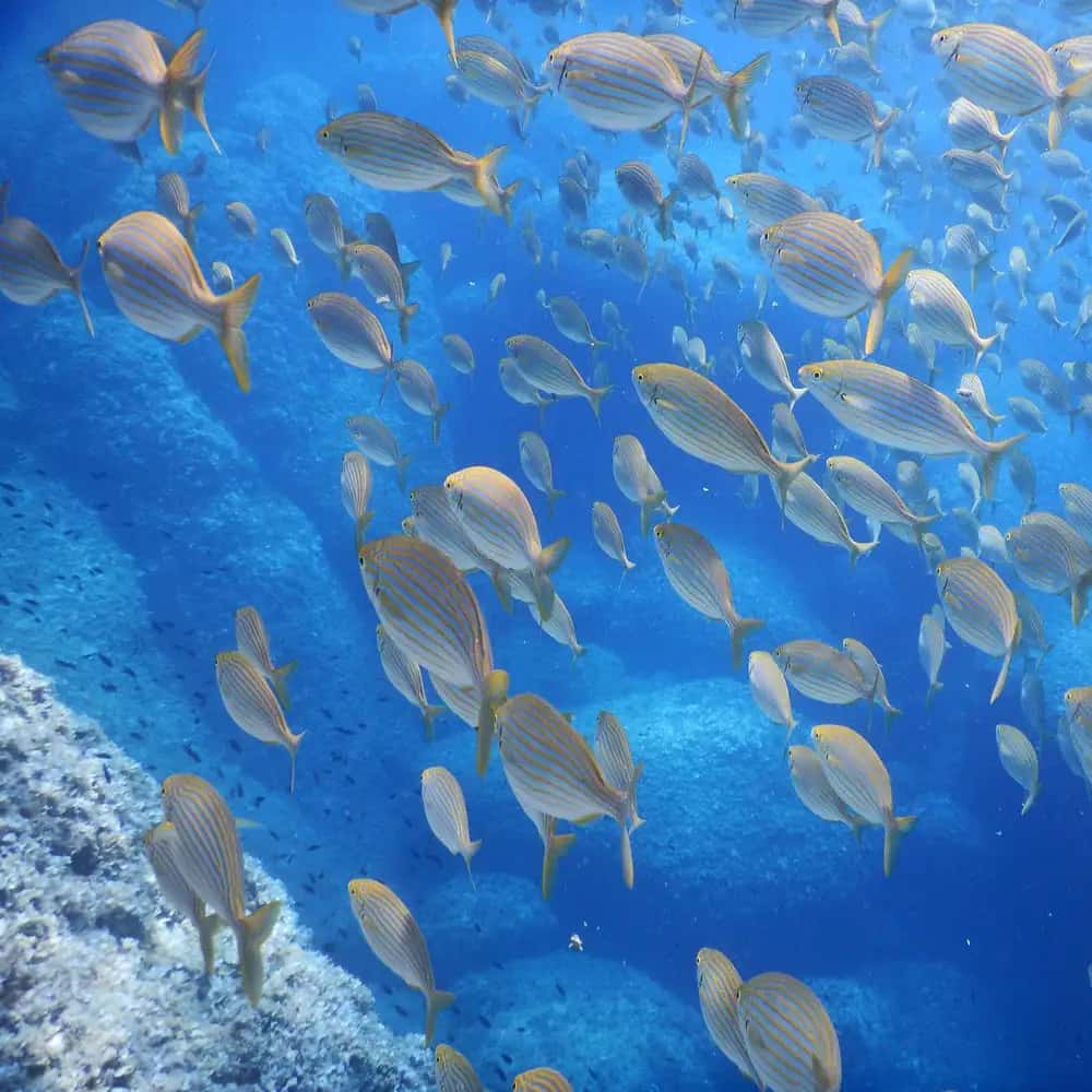 Snorkeling dans la baie de Paraggi