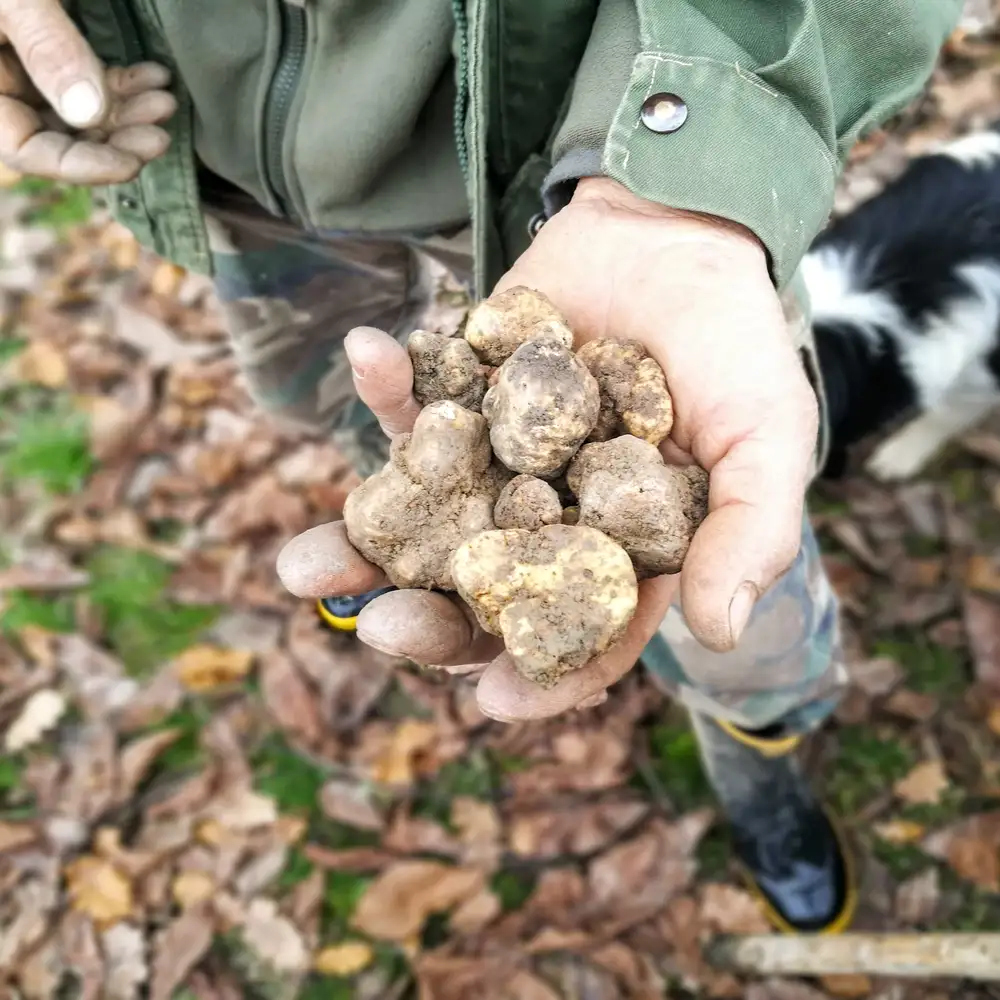 Chasse à la truffe dans les Langhe, au départ d'Alba