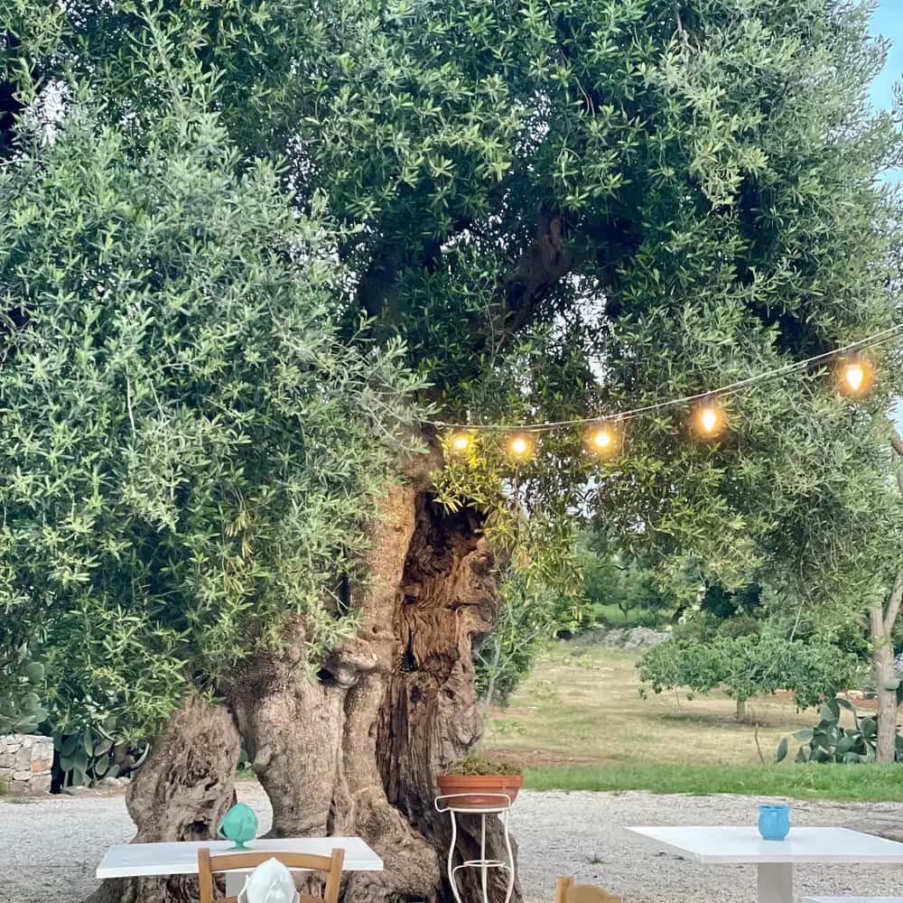 Ostuni : une masseria au milieu des oliviers millénaires