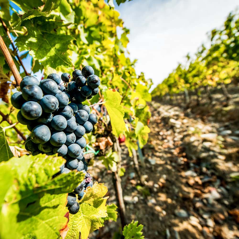 Toscane gourmande : la journée vins et produits locaux
